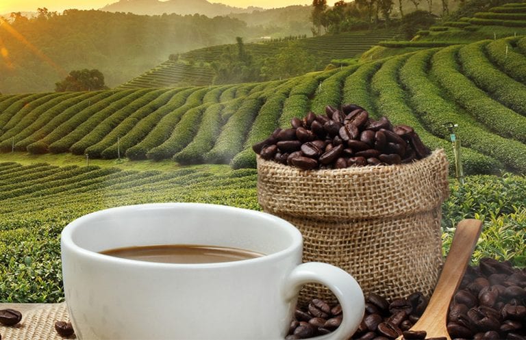 נשים בקפה: קואופרטיב הנשים שמשנה את עולם הקפה