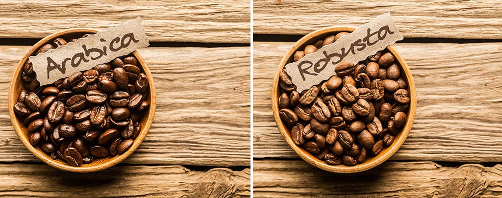 פולי קפה ערביקה או רובוסטה