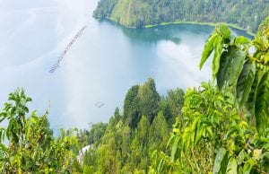 10 דברים שלא ידעתם על קפה מאינדונזיה