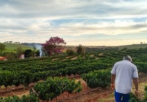 סודות ארץ המוצא של הקפה הברזילאי