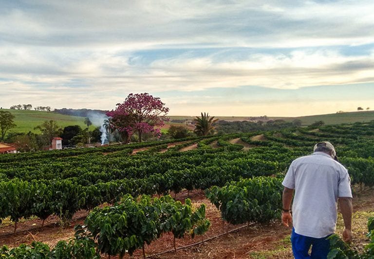 סודות ארץ המוצא של הקפה הברזילאי