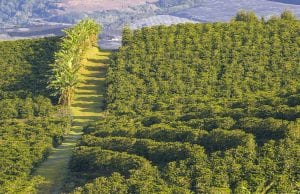 קפה מאוגנדה – הדברים שאתם חייבים לדעת על אחד מאזורי הקפה המסקרנים בעולם