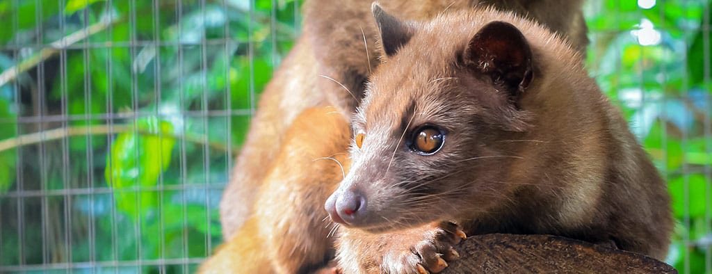 חיה באינדונזיה