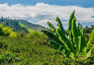 5 דברים שלא ידעתם על קפה מקולומביה