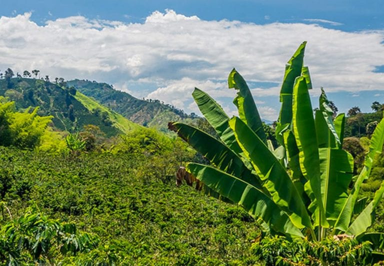 5 דברים שלא ידעתם על קפה מקולומביה
