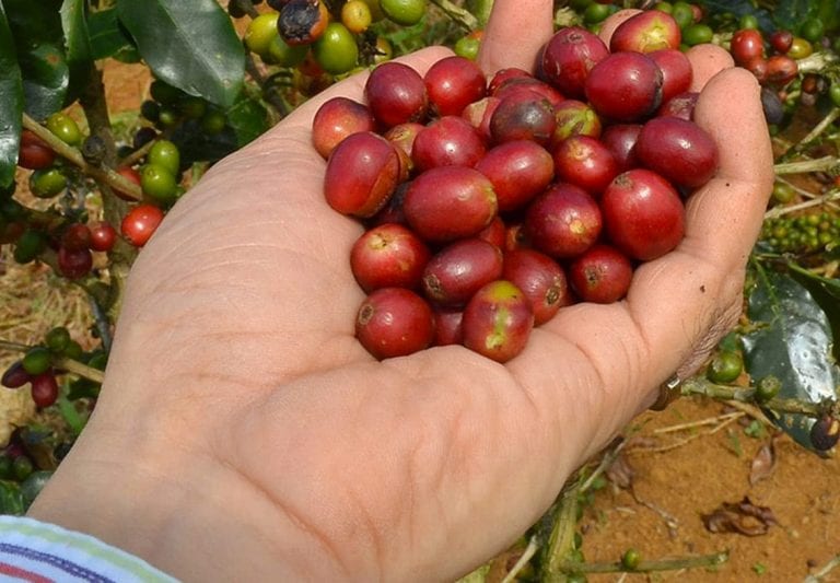 סודות הקפה של וייטנאם: סיפור הפולים בשדות הרחוקים