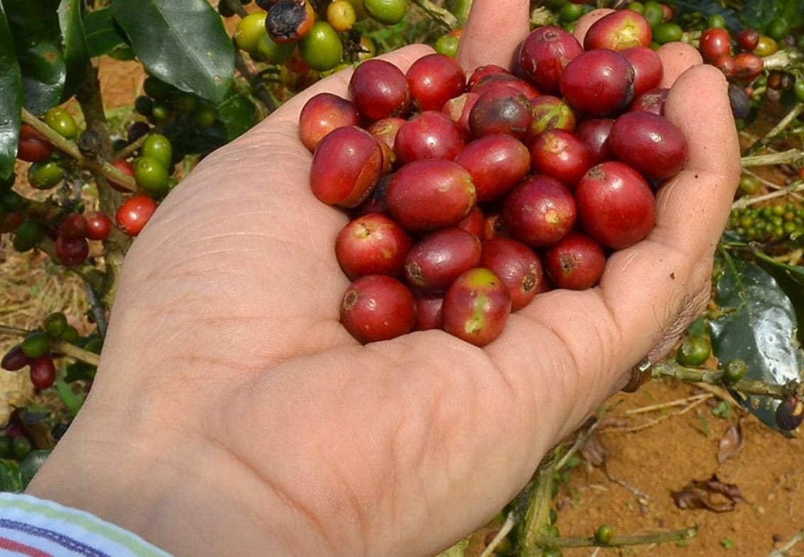 סודות הקפה של וייטנאם: סיפור הפולים בשדות הרחוקים