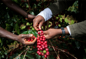 הקפה האוגנדי – תרבות קפה מתפתחת