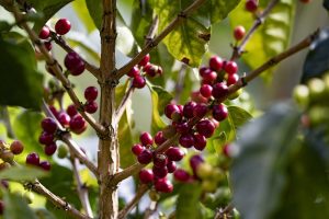 "מאחורי כל כוס קפה עומדת חקלאית שהשקיעה את הלב"